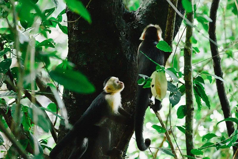 Manuel Antonio National Park (2)