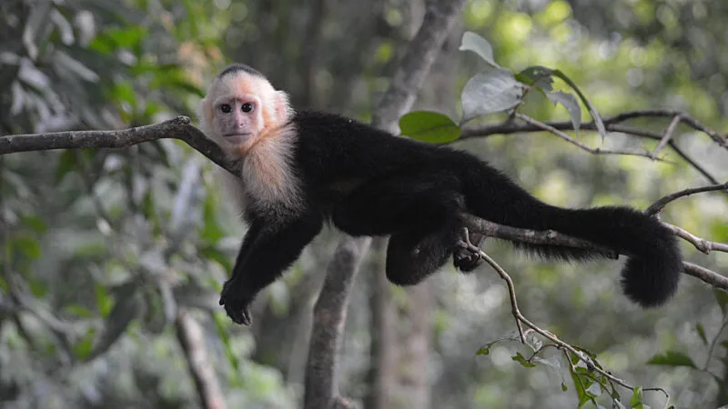 monkeys-in-costa-rica