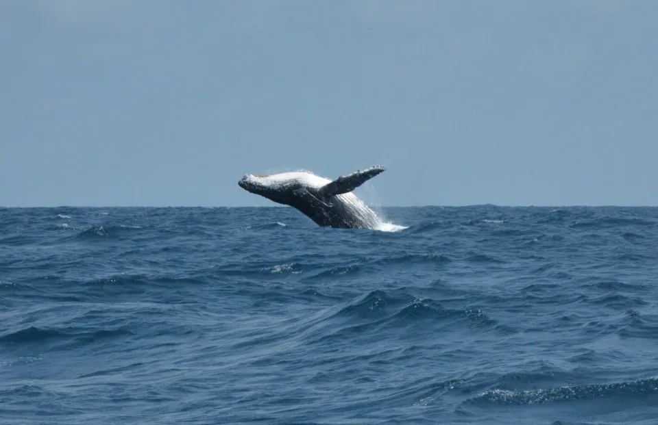 Whale Sightseeing Tour