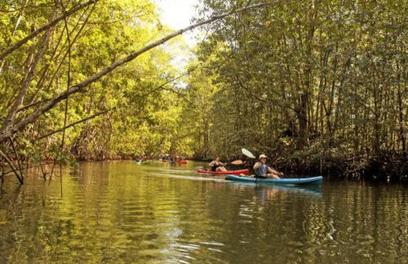 Mangrove & Monkey Watching Tour