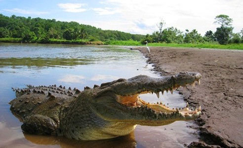 Jungle Crocodile Safari (5)