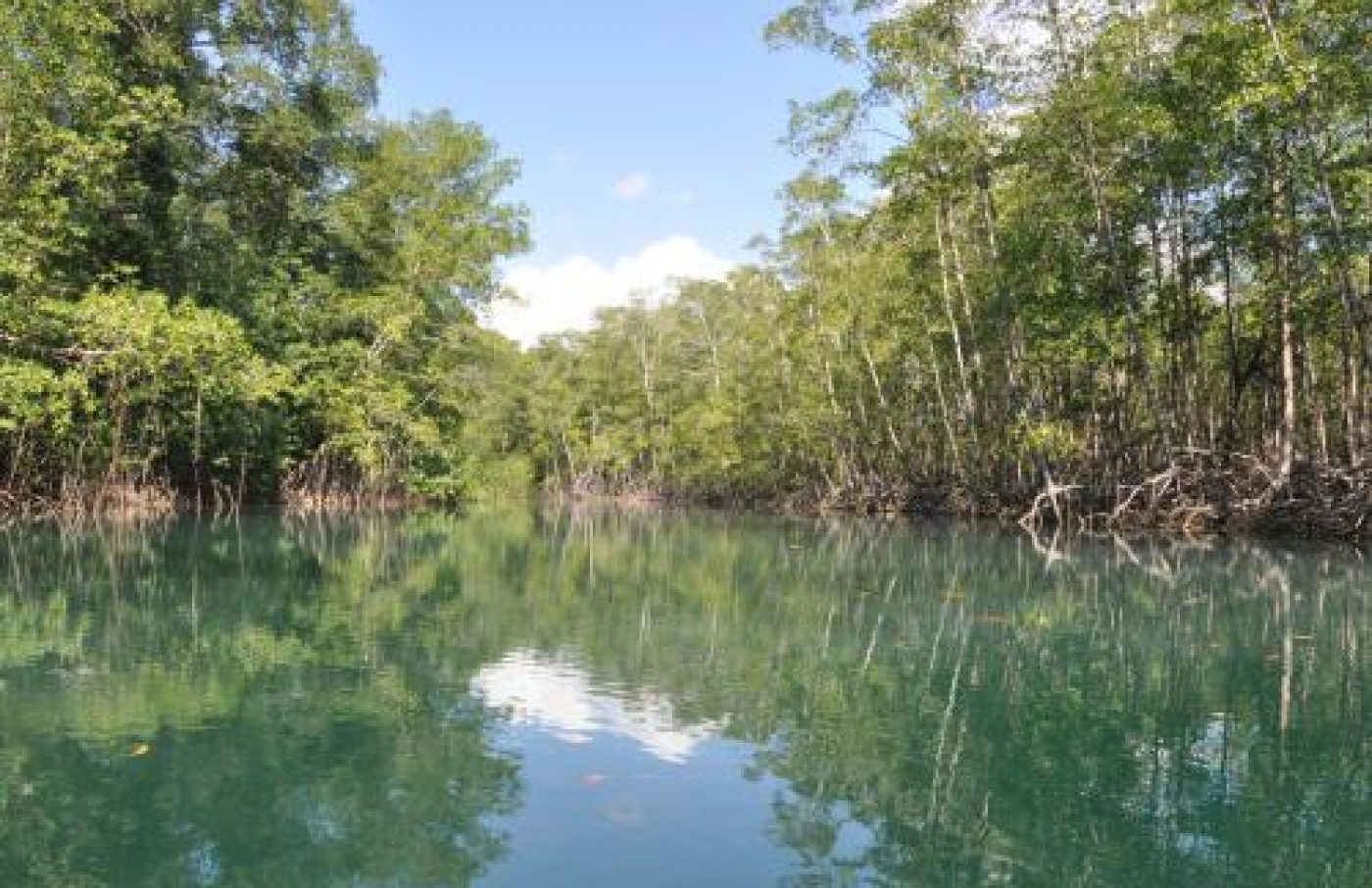 Damas Island Mangrove and Monkey Tour Damas Island Mangrove and Monkey Tour