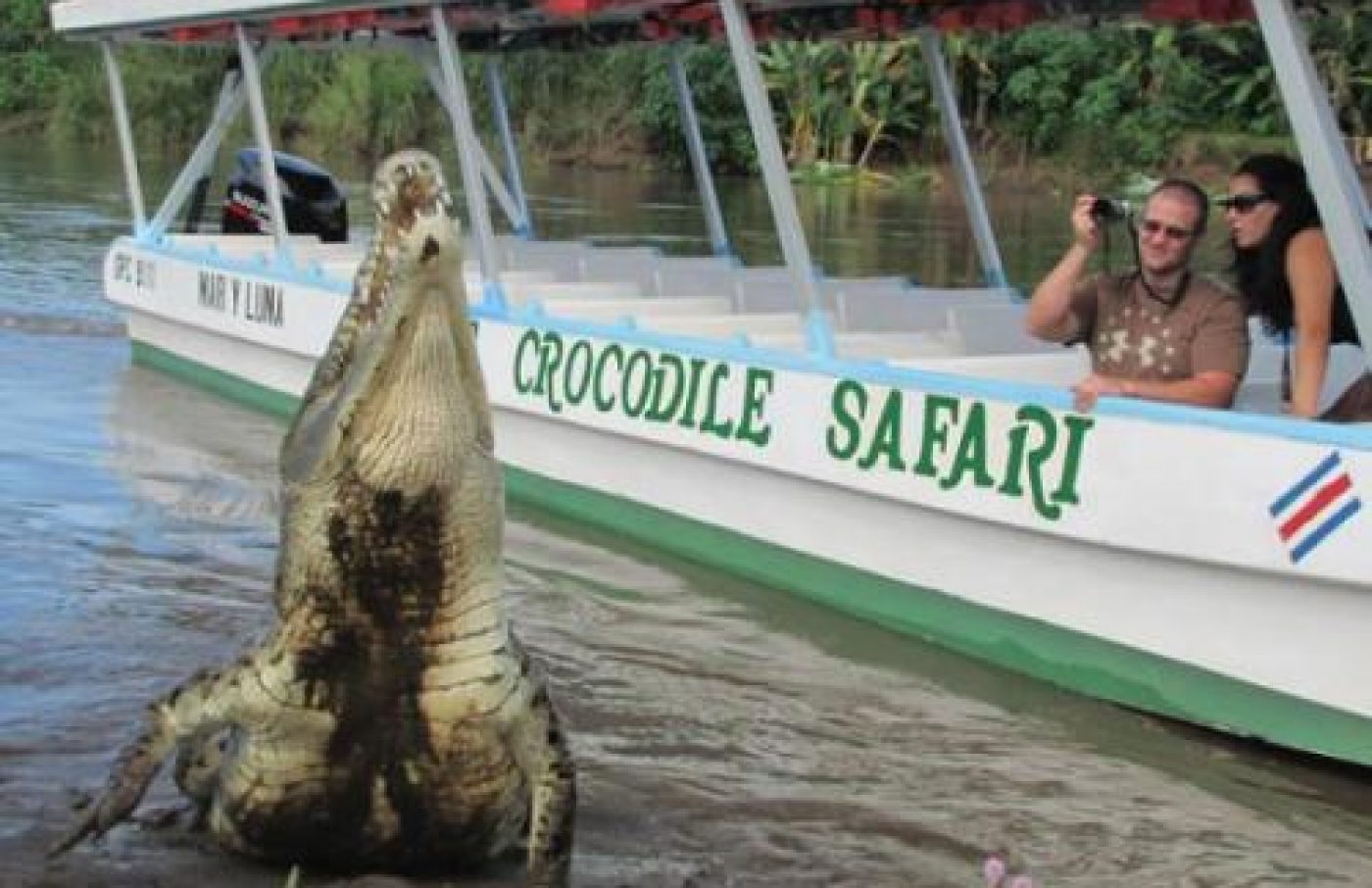 Jungle Crocodile Safari - Discover The Crocs!