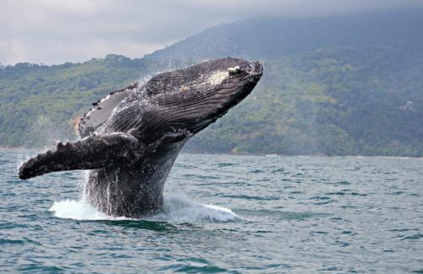 Whale Sightseeing Tour Whale Sightseeing Tour